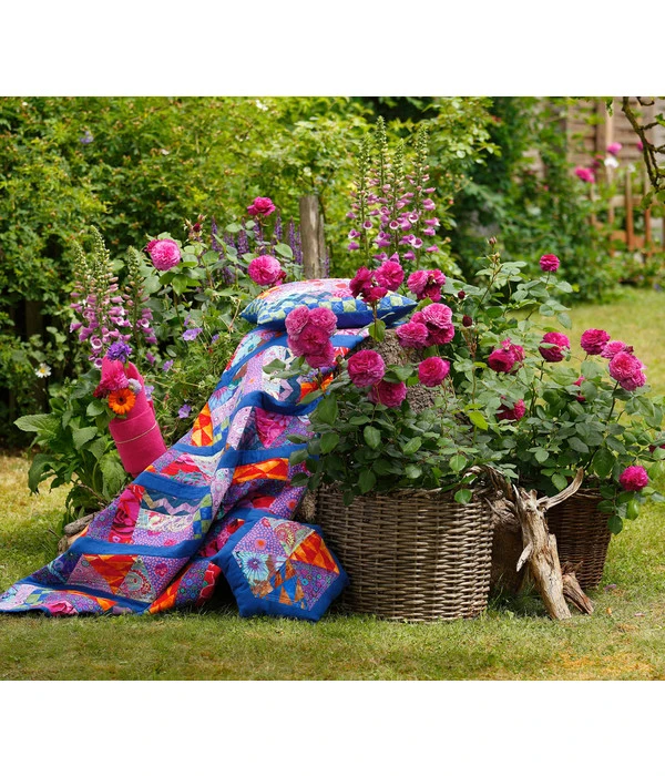 Beetrose 'Kaffe Fassett®' 7 Beetrose 'Kaffe Fassett®' – Bild 5