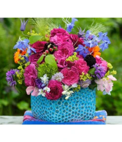 Beetrose 'Kaffe Fassett®' 11 Beetrose 'Kaffe Fassett®' -Haus Pflanzen Welt 7988181 PR DE 004 EdelroseKaffeFassettTantau