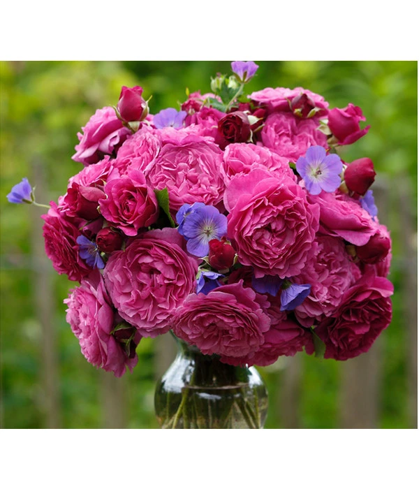 Beetrose 'Kaffe Fassett®' 3 Beetrose 'Kaffe Fassett®'