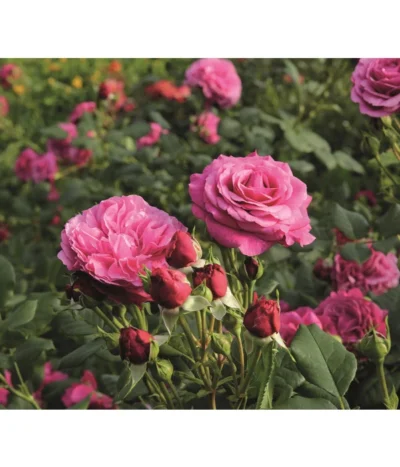 Beetrose 'Kaffe Fassett®' 10 Beetrose 'Kaffe Fassett®' -Haus Pflanzen Welt 7988181 PR DE 006 EdelroseKaffeFassettTantau