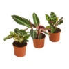 Korbmaranten-Set - Calathea, 3-teilig -Haus Pflanzen Welt 7988256 PR FS 001 Calathea3erSetT7DehnerExpressHerzig