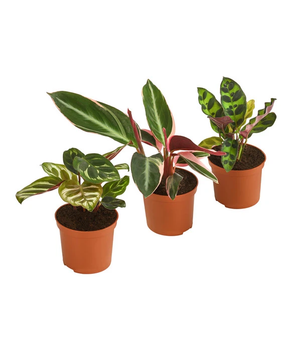 Korbmaranten-Set - Calathea, 3-teilig 3 Korbmaranten-Set - Calathea, 3-teilig