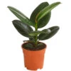 Gummibaum - Ficus Elastica 'Robusta' 1 Gummibaum - Ficus Elastica 'Robusta' -Haus Pflanzen Welt 7988280 PR FS 001 FicuselasticaRobustaT17DehnerExpressHerzig