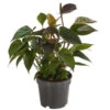 Flamingoblume - Anthurium Andreanum 'Black Karma' -Haus Pflanzen Welt 7988355 PR FS 001 AnthuriumandrBlackKarmaT12DehnerExpressHerzig