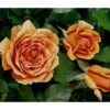 Edelrose 'Ashram®' -Haus Pflanzen Welt 7988371 WE DE 001 EdelroseAshramTantau
