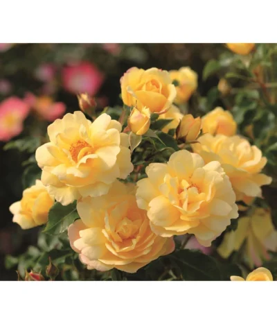 Bodendeckerrose 'Candela®'