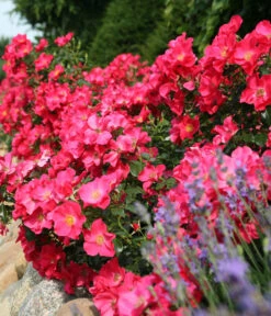 Bodendeckerrose 'Stadt Rom®' -Haus Pflanzen Welt 7988462 PR DE 001 BodendeckerroseStadtRomTantau