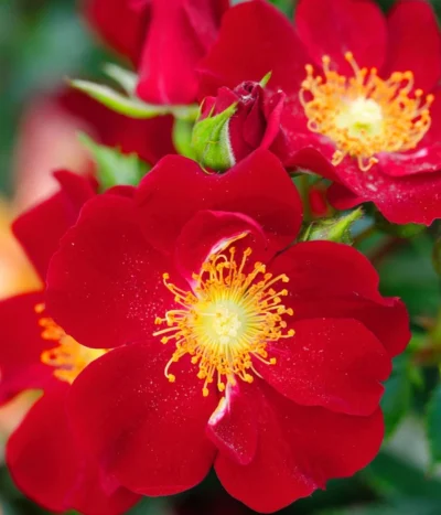 Beetrose 'Bienenweide®', Rot 7 Beetrose 'Bienenweide®', Rot -Haus Pflanzen Welt 7988488 PR DE 001 RoseBienenweideRotTantau