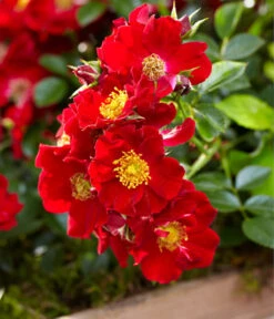 Beetrose 'Bienenweide®', Rot -Haus Pflanzen Welt 7988488 PR DE 002 RoseBienenweideRotTantau