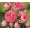 Noblesse® Spray-Rose 'Candy Rokoko®' -Haus Pflanzen Welt 7988520 WE DE 001 SprayroseCandyRokokoTantau