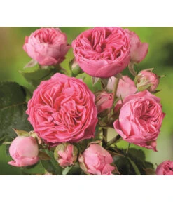 Noblesse® Spray-Rose 'Candy Rokoko®'