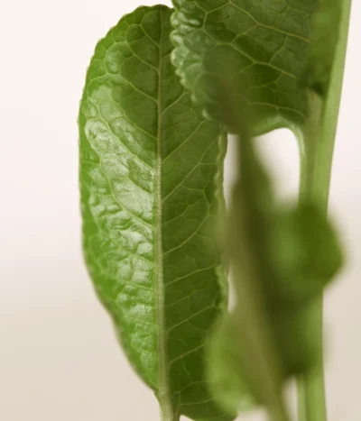 Meerrettich -Haus Pflanzen Welt 8001000 WE DE 003 Meerrettich DehnerExpressZS