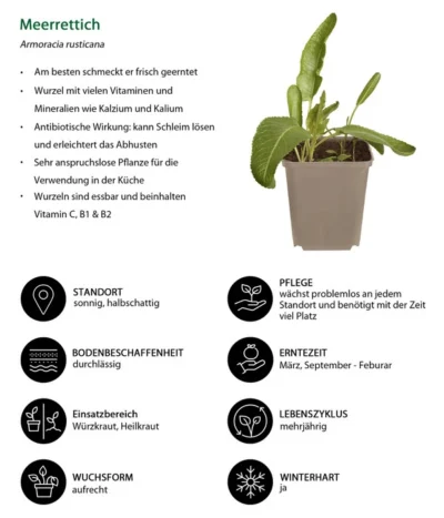 Meerrettich -Haus Pflanzen Welt 8001000 WE IG 001 Meerrettich