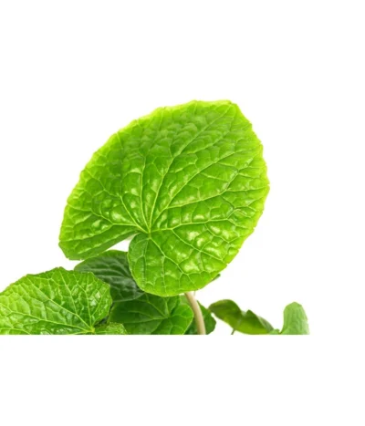 Wasabi 17 Wasabi -Haus Pflanzen Welt 8001513 WE DE 001 WasabiT9