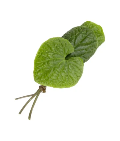 Wasabi 11 Wasabi -Haus Pflanzen Welt 8001513 WE FS 002 WasabiKraeuterbund