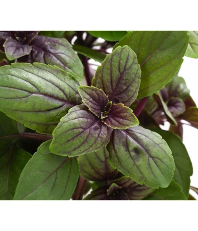 Dehner Gourmet Garten Strauchbasilikum 'Magic Blue' -Haus Pflanzen Welt 8001869 WE DE 001 GourmetGartenBasilikumMagicBlue