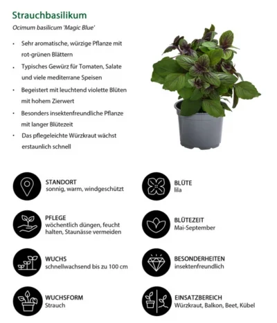 Dehner Gourmet Garten Strauchbasilikum 'Magic Blue' -Haus Pflanzen Welt 8001869 WE IG 001 Strauchbasilikum