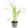 Dehner Gourmet Garten Zitronengras 1 Dehner Gourmet Garten Zitronengras -Haus Pflanzen Welt 8002495 WE FS 001 GourmetGartenZitronengrasT12