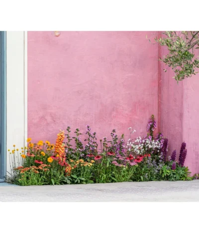 Lupine 'West Country', Verschiedene Farben -Haus Pflanzen Welt 8003071 WE MO 001 AchilleaT19 NaturGarten