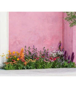 Zwergzinnie, Verschiedene Sorten -Haus Pflanzen Welt 8003071 WE MO 001 AchilleaT19 NaturGarten Sommerstory 2023 04