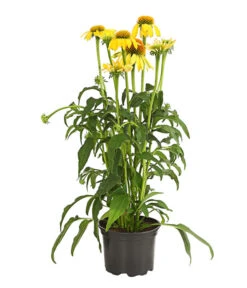 Garten-Scheinsonnenhut 'Cheyenne Spirit' -Haus Pflanzen Welt 8005514 PR FS 001 EchinaceaCheyenneSpiritSonnenhutT13DehnerExpressHerzig