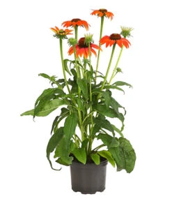 Garten-Scheinsonnenhut 'Cheyenne Spirit' -Haus Pflanzen Welt 8005514 PR FS 002 EchinaceaCheyenneSpiritSonnenhutT13DehnerExpressHerzig