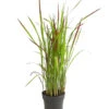 Japanisches Blutgras 'Red Baron' 2 Japanisches Blutgras 'Red Baron' -Haus Pflanzen Welt 8006314 WE FS 001 ImperataRedBaronBlutgrasT14DehnerExpressHerzig
