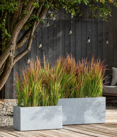 Japanisches Blutgras 'Red Baron' 11 Japanisches Blutgras 'Red Baron' -Haus Pflanzen Welt 8006710 WE MO 001 JapanischesBlutgrasRedBaron BestOFGraeser2022