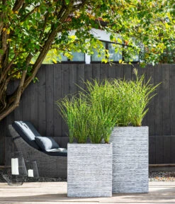 Stachelschweingras 'Strictus' -Haus Pflanzen Welt 8006744 WE MO 001 MiscanthusStrictus BestOFGraeser2022