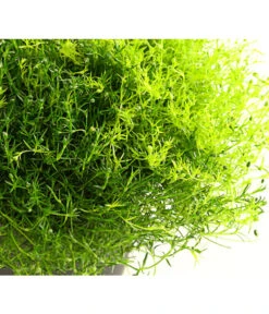 Sternmoos-Duo 9 Sternmoos-Duo -Haus Pflanzen Welt 8007429 PR DE 001 SternmoosSaginaTwinT13DehnerExpressHerzig