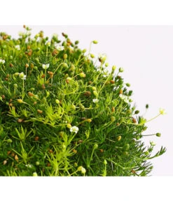 Sternmoos-Duo 8 Sternmoos-Duo -Haus Pflanzen Welt 8007429 WE DE 001 SaginaDehnerExpressHerzig