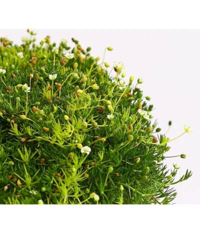 Sternmoos-Duo 8 Sternmoos-Duo -Haus Pflanzen Welt 8007429 WE DE 001 SaginaDehnerExpressHerzig