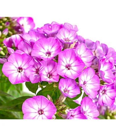 Stauden-Phlox, Verschiedene Sorten -Haus Pflanzen Welt 8008153 WE DE 001 FlammenblumePhloxPaniculataPurpleEyeFlame4LDehnerExpressHerzig