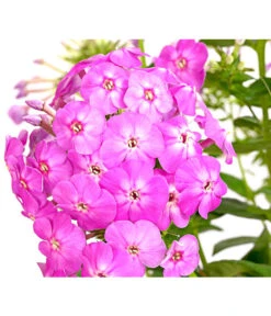 Stauden-Phlox, Verschiedene Sorten -Haus Pflanzen Welt 8008153 WE DE 002 FlammenblumePhloxPaniculataPurpleEyeFlame4LDehnerExpressHerzig