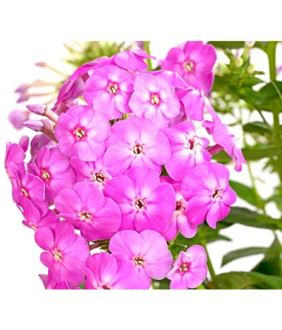 Stauden-Phlox, Verschiedene Sorten -Haus Pflanzen Welt 8008153 WE DE 002 FlammenblumePhloxPaniculataPurpleEyeFlame4LDehnerExpressHerzig