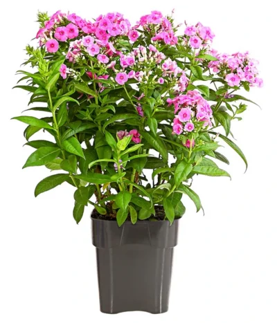 Stauden-Phlox, Verschiedene Sorten -Haus Pflanzen Welt 8008153 WE FS 005 FlammenblumePhloxPaniculataPurpleEyeFlame4LDehnerExpressHerzig