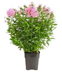 Stauden-Phlox, Verschiedene Sorten -Haus Pflanzen Welt 8008153 WE FS 006 FlammenblumePhloxPaniculataPurpleEyeFlame4LDehnerExpressHerzig