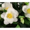 Christrose -Haus Pflanzen Welt 8008195 WE DE 001 HelleborusNigerChristmasCarolChristrose3L