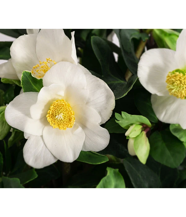 Christrose 3 Christrose