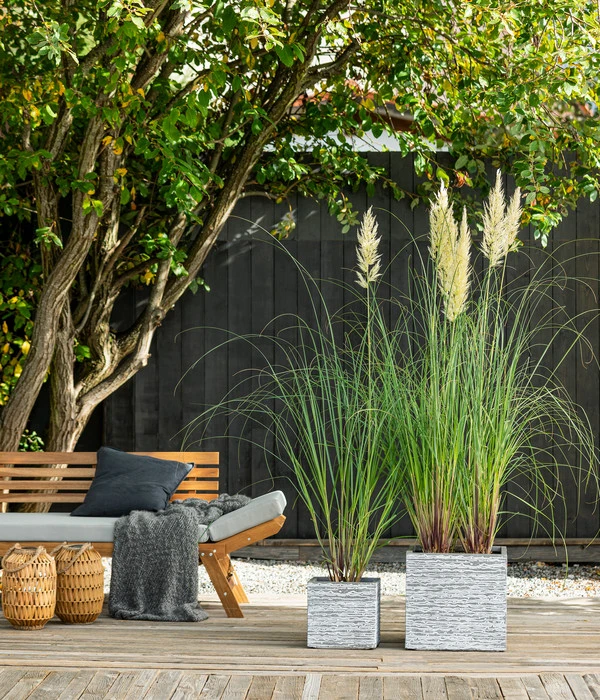 Pampasgras 'Senior' 3 Pampasgras 'Senior'