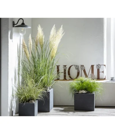 Haus Pflanzen Welt 35 Haus Pflanzen Welt -Haus Pflanzen Welt 8010340 WE MO 001 CortaderiaPumilaPampasgrasHome