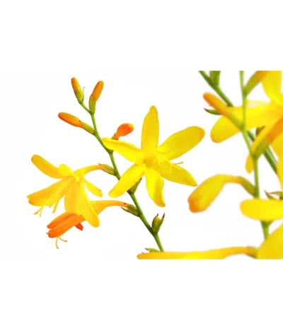 Montbretie, Verschiedene Farben -Haus Pflanzen Welt 8010431 PR DE 001 CrocosimaMontbretieGelbDehnerExpressHerzig