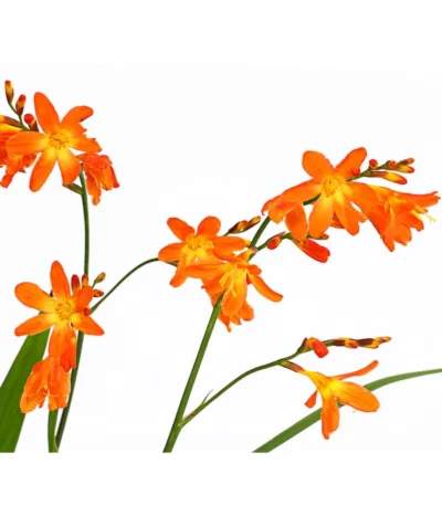 Montbretie, Verschiedene Farben -Haus Pflanzen Welt 8010431 PR DE 001 CrocosmiaHybrideMontbretieT19DehnerExpressHerzig