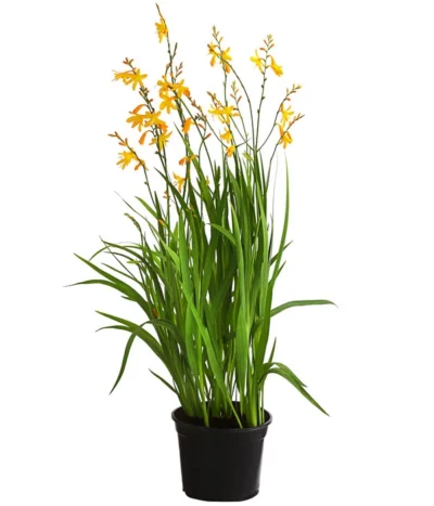 Montbretie, Verschiedene Farben -Haus Pflanzen Welt 8010431 WE FS 001 CrocosmiaMontbretieGelbT19