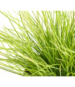 Goldschwingel 'Amigold' -Haus Pflanzen Welt 8010951 WE DE 001 BlauschwingelFestucaGoldenToupeT11DehnerExpressHerzig