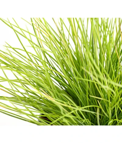 Goldschwingel 'Amigold' -Haus Pflanzen Welt 8010951 WE DE 001 BlauschwingelFestucaGoldenToupeT11DehnerExpressHerzig