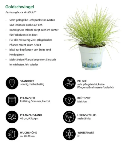 Gräser-Set Gartengräser, 4-teilig -Haus Pflanzen Welt 8010951 WE IG 001 Goldschwingel