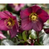 Schneerose 'Ice N' Roses® Red' - Helleborus Gold Collection® -Haus Pflanzen Welt 8010969 PR DE 001 SchneeroseHelleborusRedRechteHeuger