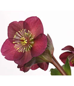 Schneerose 'Ice N' Roses® Red' - Helleborus Gold Collection® -Haus Pflanzen Welt 8010969 WE DE 001 HelleborusWeinrotDehnerExpressHerzig