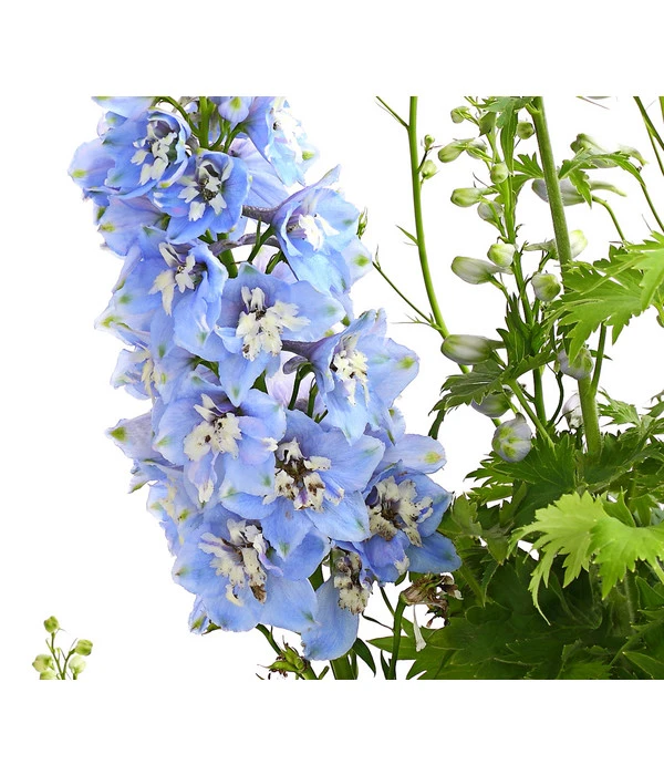 Rittersporn, Verschiedene Farben 4 Rittersporn, Verschiedene Farben – Bild 2